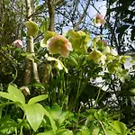 Vrije Vogels Tuin Met Privacy Holiday home