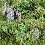Vrije Vogels Tuin Met Privacy *
