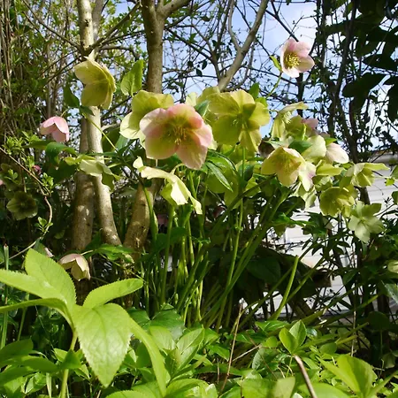 Vrije Vogels Tuin Met Privacy 別荘