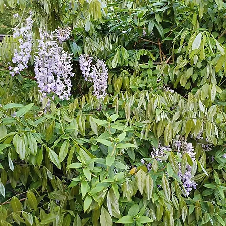 Vrije Vogels Tuin Met Privacy *