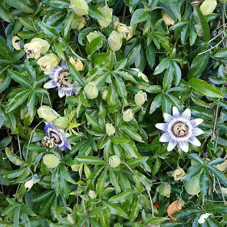 Feriehus Vrije Vogels Tuin Met Privacy