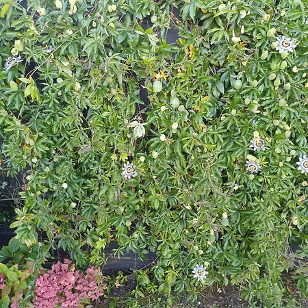 Vrije Vogels Tuin Met Privacy 別荘 *