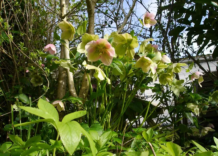 Vrije Vogels Tuin Met Privacy Nyaraló