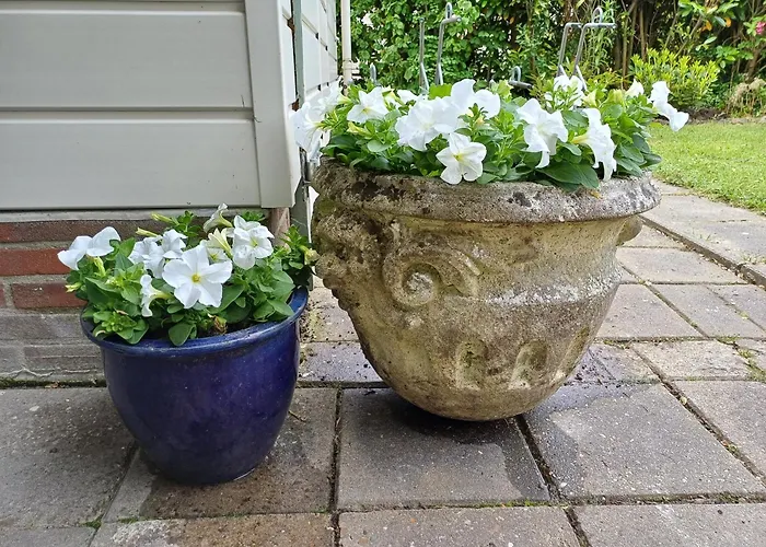 Vrije Vogels Tuin Met Privacy