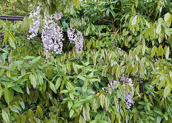 Vrije Vogels Tuin Met Privacy *