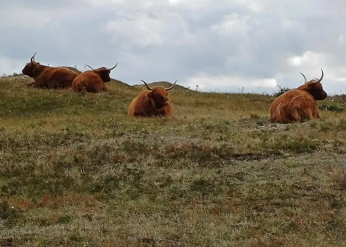 Vrije Vogels Tuin Met Privacy