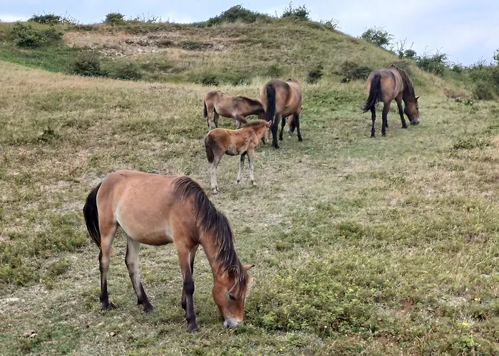 Nyaraló Vrije Vogels Tuin Met Privacy *