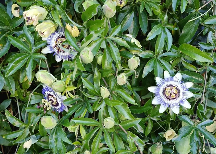 Σπίτι διακοπών Vrije Vogels Tuin Met Privacy