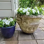 Vrije Vogels Tuin Met Privacy