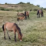 Hébergement de vacances Vrije Vogels Tuin Met Privacy *