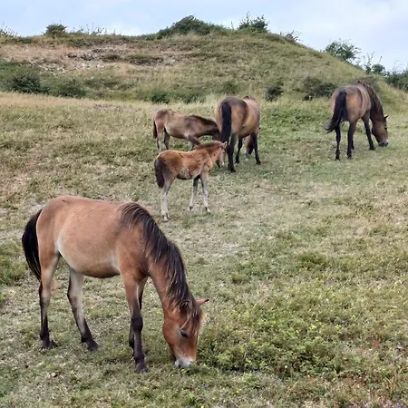 Vakantiehuis Vrije Vogels Nu Ook Met Verwarmde Badkamer *